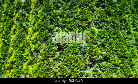 Hedge Thuja Texture. Green Fir Tree Plants Background Stock Photo
