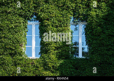 The Facade of the Old Brick Building is Covered with Green Ivy. Living Walls in Green Architecture. View Like an Old Castle or Villa Stock Photo