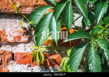 Self-clinging Vine Plants on Brick Wall Closeup. Abstract Brickwork Background. Copy Space Stock Photo