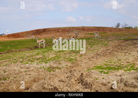 Safari Ramat Gan Israel Stock Photo