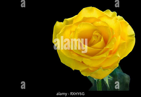One yellow rose isolated on black background. Stock Photo