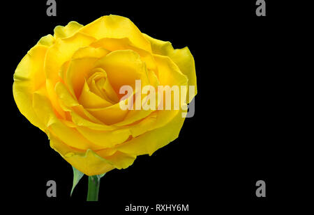 One yellow rose isolated on black background. Stock Photo