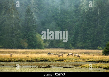 Roosevelt Elk (Cervus elaphus roosevelti) in Port Renfrew, Vancouver Island, BC Canada Stock Photo