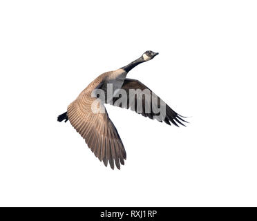 Canada goose (Branta canadensis) flying, isolated on white background, clipping path attached. Stock Photo