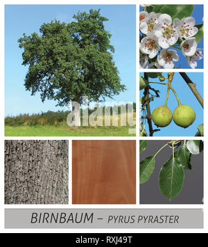 pear, wild pear, pear pyrus, pyraster, fruit, sweet, blossom, Stock Photo