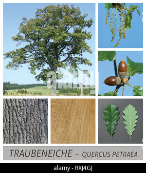 oak, grape oak, wintereiche, quercus, petraea, german oak, acorn Stock Photo