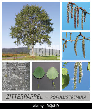 aspen, poplar, aspe, populus, tremula, short shoots, slow-motion Stock Photo