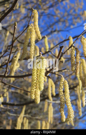 The first golden, male catkins of spring on Hazel (Corylus Avellana) trees, in Kent, England, UK Stock Photo