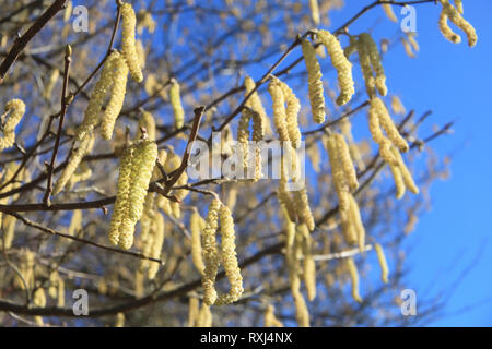 The first golden, male catkins of spring on Hazel (Corylus Avellana) trees, in Kent, England, UK Stock Photo