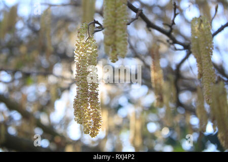 The first golden, male catkins of spring on Hazel (Corylus Avellana) trees, in Kent, England, UK Stock Photo