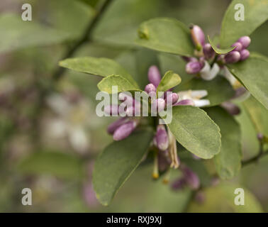 Meyer lemon flower buds cluster blooming on a citrus tree branch with green leaves in early spring: macro close up, shallow depth of field view Stock Photo