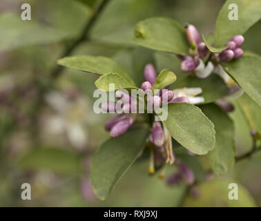 Meyer lemon flower buds in early spring Stock Photo