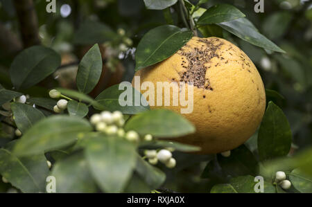Texas grapefruit with bird beak marks on skin hanging on a tree branch. Close up macro of ripe citrus fruit surrounded by green orchard leaves. Stock Photo
