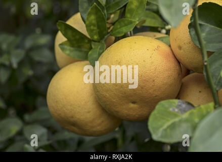 Texas grapefruits cluster growing on a tree branch ends. Close up macro of ripe yellow citrus fruits surrounded by green orchard leaves. Stock Photo