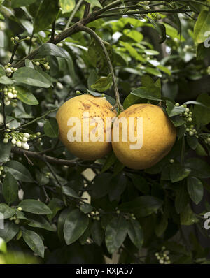 Texas grapefruits growing on a tree branch in a citrus orchard. Vertical close up macro of two ripe yellow fruits surrounded by green leaves. Stock Photo