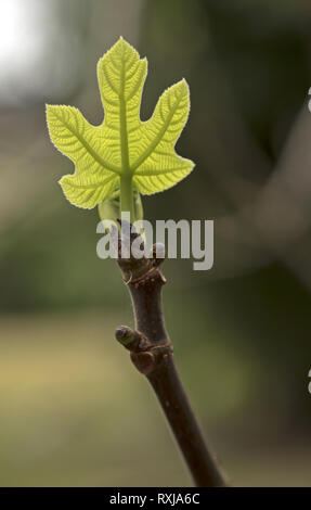 Common fig leaf sprouting on a tree branch closeup. Vertical macro of young green Ficus carica foliage with translucent texture in spring. Stock Photo