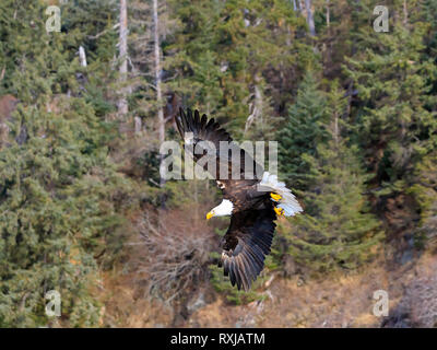 Bald eagle, Haliaeetus leucocephalus, in flight Stock Photo