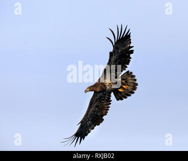 Bald eagle, Haliaeetus leucocephalus, juvenile in flight Stock Photo