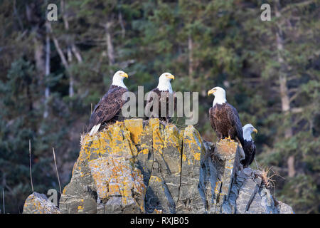 Bald Eagles, Haliaeetus leucocephalus, on a rock Stock Photo