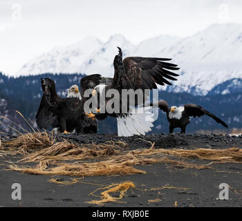 Bald Eagles, Haliaeetus leucocephalus, on the beach fighting over fish Stock Photo