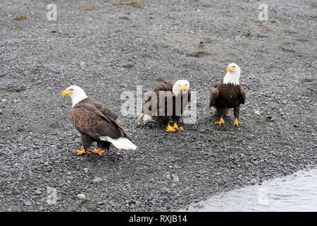 Bald Eagles, Haliaeetus leucocephalus, on the beach Stock Photo