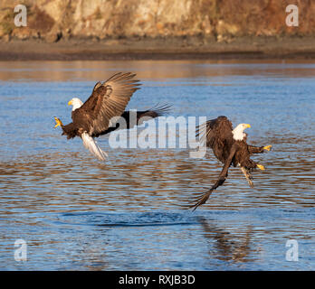 Bald eagles, Haliaeetus leucocephalus, fishing Stock Photo
