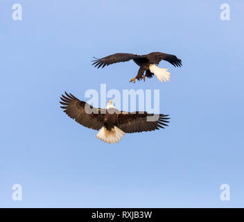Bald eagles, Haliaeetus leucocephalus, in flight Stock Photo