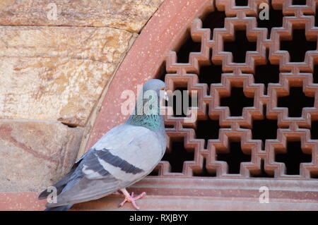 pigeon watching inside window Stock Photo