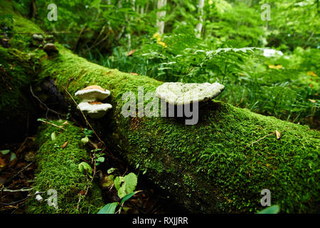 Mushrooms grown on a rotting log covered in moss in a forest with trees and ferns. Stock Photo