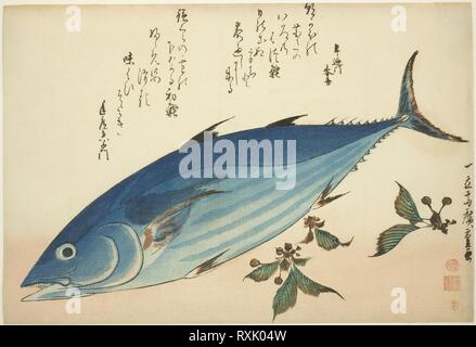 bonito-and-saxifrage-from-an-