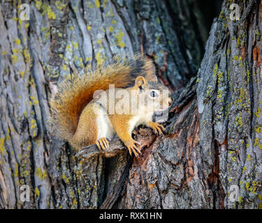 American Red Squirrel on a tree, (Tamiasciurus hudsonicus), Manitoba, Canada Stock Photo