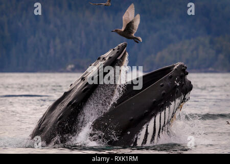 Humpback whale lunge feeding on a calm fall day in the Broughton Archipelago, Great Bear Rainforest, First Nations Territory, British Columbia, Canada.