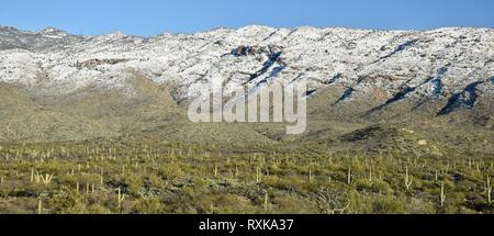 Saguaro cactus of the Sonoran Desert and snow in the Rincon Mountains in Saguaro National Park in Tucson, Arizona. Stock Photo