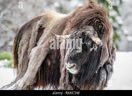 Muskox Ovibos moschatus shedding its winter coat captive animal Manitoba Canada Stock Photo Alamy