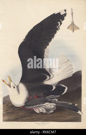 Black Backed Gull. Robert Havell (English, 1793-1878); after John James Audubon (American, 1785-1851). Date: 1825-1839. Dimensions: 966 x 648 mm (plate); 979 x 657 mm (sheet). Hand-colored engraving with aquatint and etching on cream wove paper. Origin: United Kingdom. Museum: The Chicago Art Institute. Stock Photo