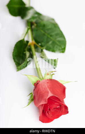 One red rose flowerwith green leafs isolated on white background Stock Photo