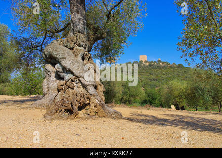 Castell d'Ulldecona and an old olive tree, Spain Stock Photo