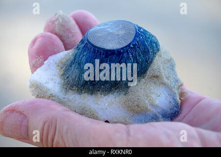 Blue button jellyfish (Porpita porpita) washed up on shore, Koh Samui, Thailand Stock Photo
