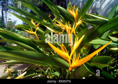 Golden Torch (Heliconia psittacorum x Heliconia spathocircinata), blooming, Koh Samui, Thailand Stock Photo