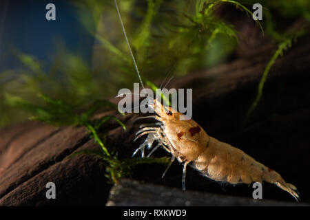 Red crystal bee shrimp in freshwater aquarium Stock Photo