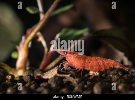 Red cherry shrimp (neocaridina davidi)  standing on aquarium soil Stock Photo