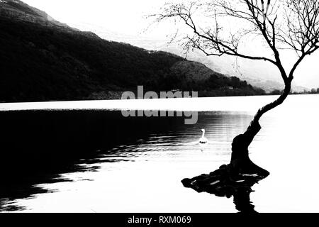 The Lonely Tree - Llanberis North Wales Stock Photo