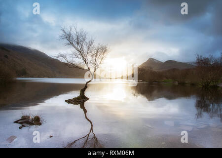 The Lonely Tree - Llanberis North Wales Stock Photo