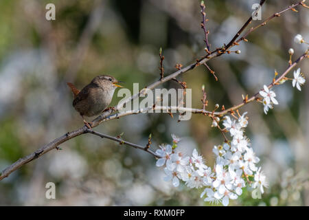 Eurasian wren (Troglodytes troglodytes) Stock Photo