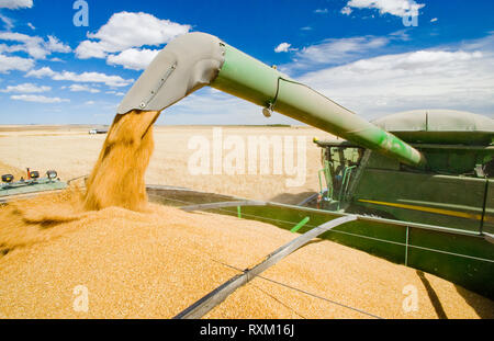 a combine harvester  augers durum wheat into a grain wagon on the go during the harvest, near Ponteix, Saskatchewan, Canada Stock Photo