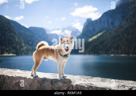 Red Shiba Inu at a Lake in the Mountains of the Austrian Alps. Small dog Stand in front of a Lake and smile. Stock Photo