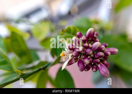 Buds and flower of a lemon tree close up on blurred background Stock Photo