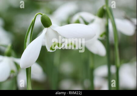 Snowdrop Galanthus Sam Arnott Stock Photo - Alamy