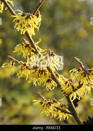 Hamamelis x intermedia 'Westerstede'.  Spidery blooms of Witch hazel Westerstede' in winter - February, UK Stock Photo