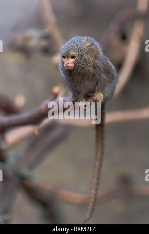 Pygmy Marmoset Callithrix Cebuella pygmaea on a branch Stock Photo